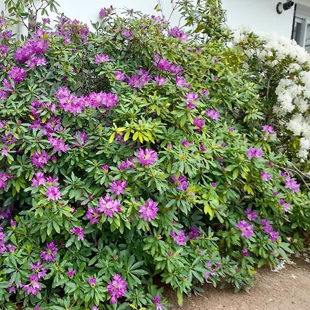 Hauterive  Les Abelias Bed & Breakfast エクステリア 写真